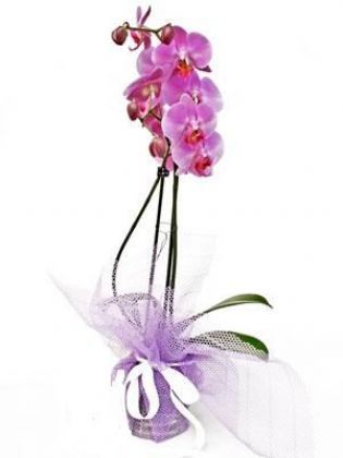Bugüne Özel  Aşkıma Mor Orkide